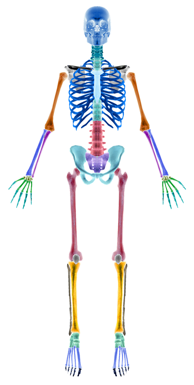 skeleton-2277446_1280.png