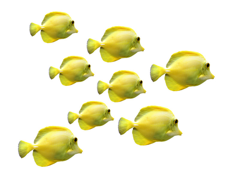 fishes-2817329_1280.png
