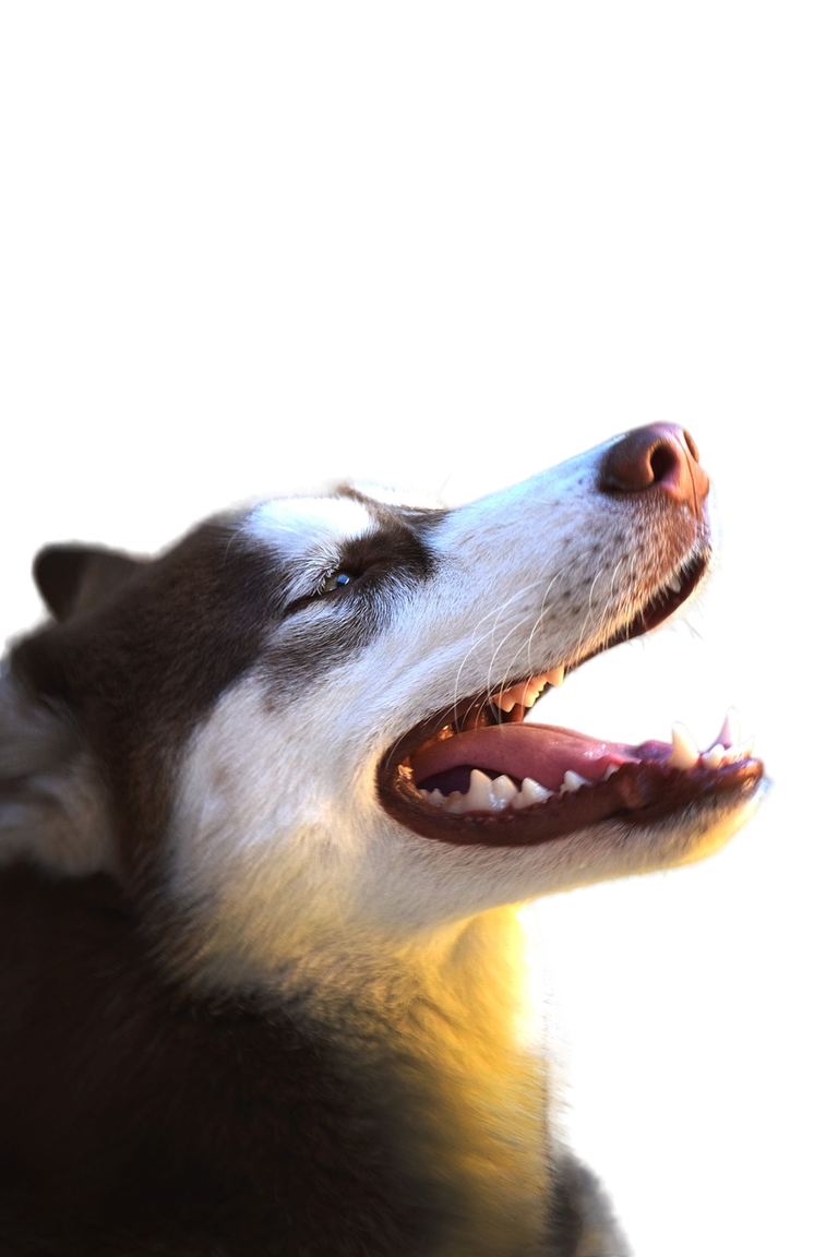 mammal-3241556_1280-Photoroom.png