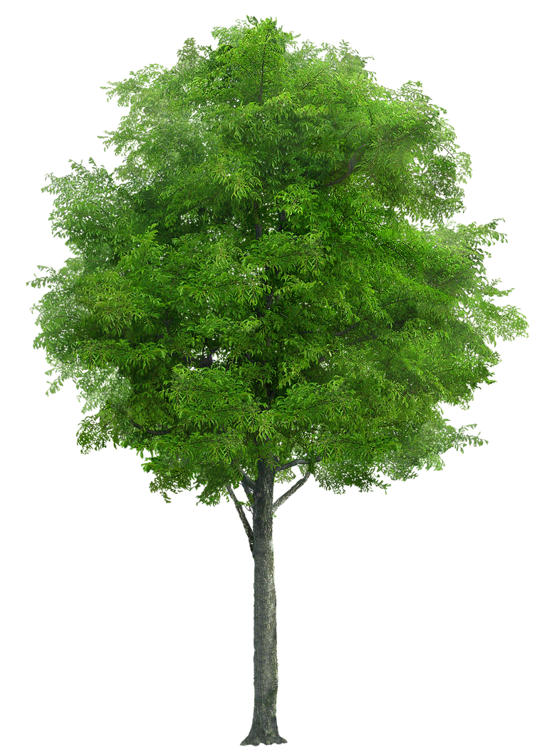 tree-2515748_1280.png
