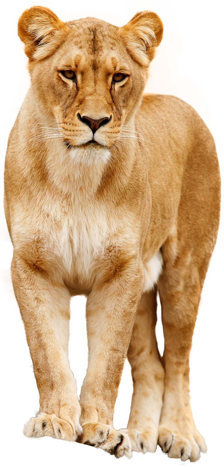 lion-gfd6cf466d_1920.png