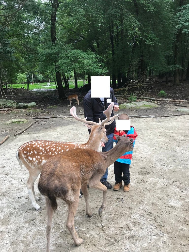 deer 5.jpg