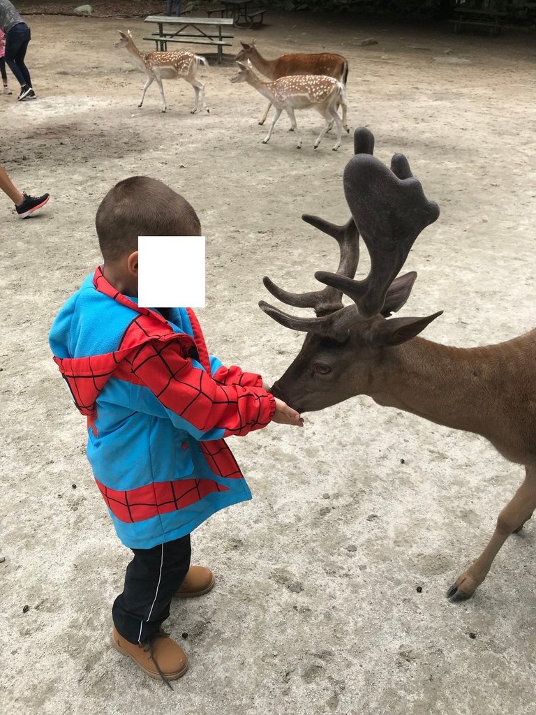 deer 3.jpg