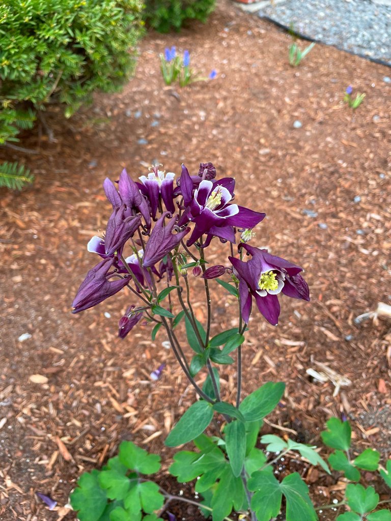 IMG_1220.jpeg