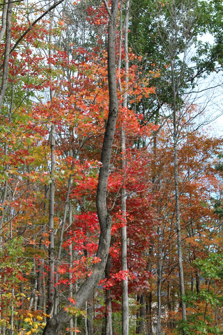 IMG_1214.JPG