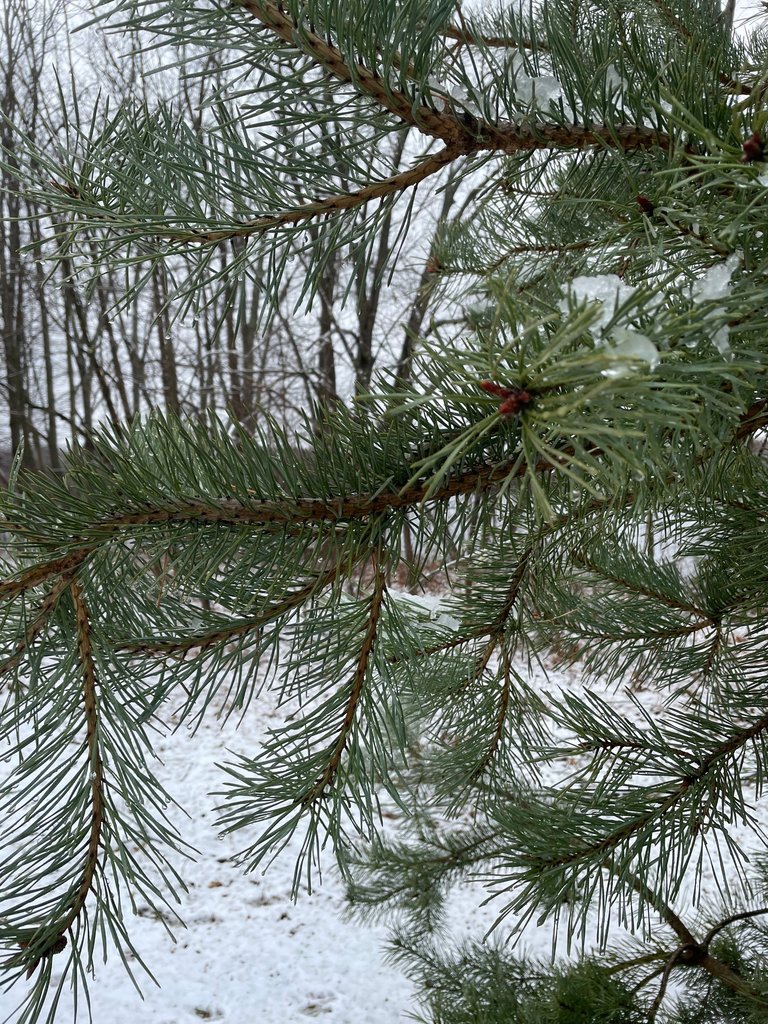 IMG_3562.jpg
