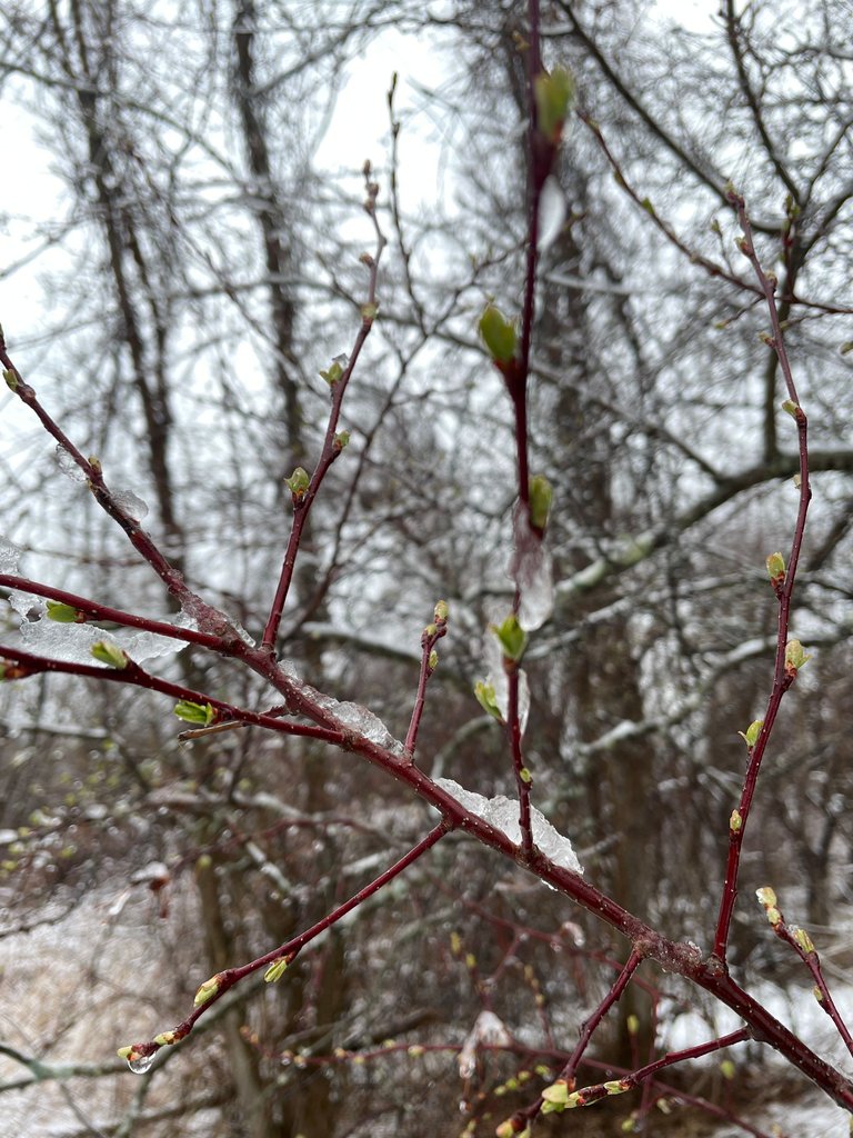 IMG_3558.jpg