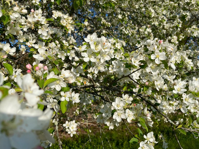 IMG_1341.jpeg