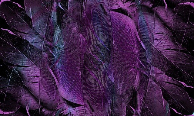 feather-4431599_640.jpg
