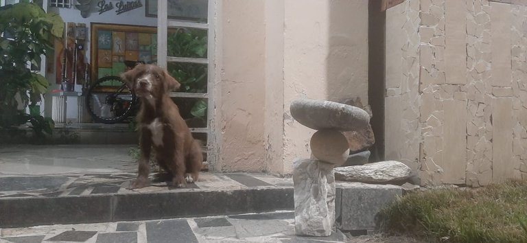 mascota.jpg