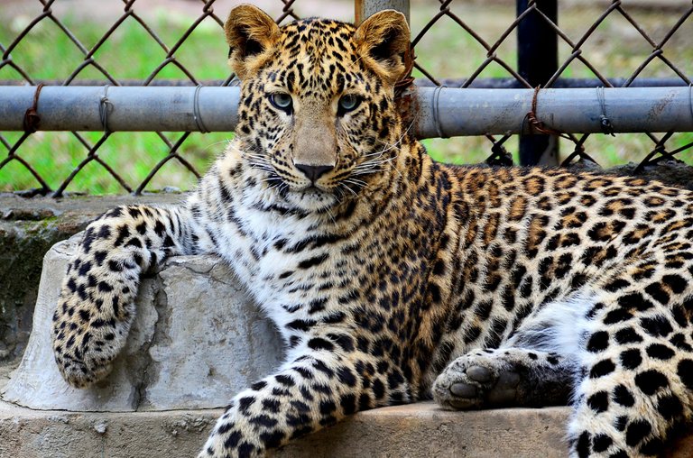 Animals Also Deserve Freedom