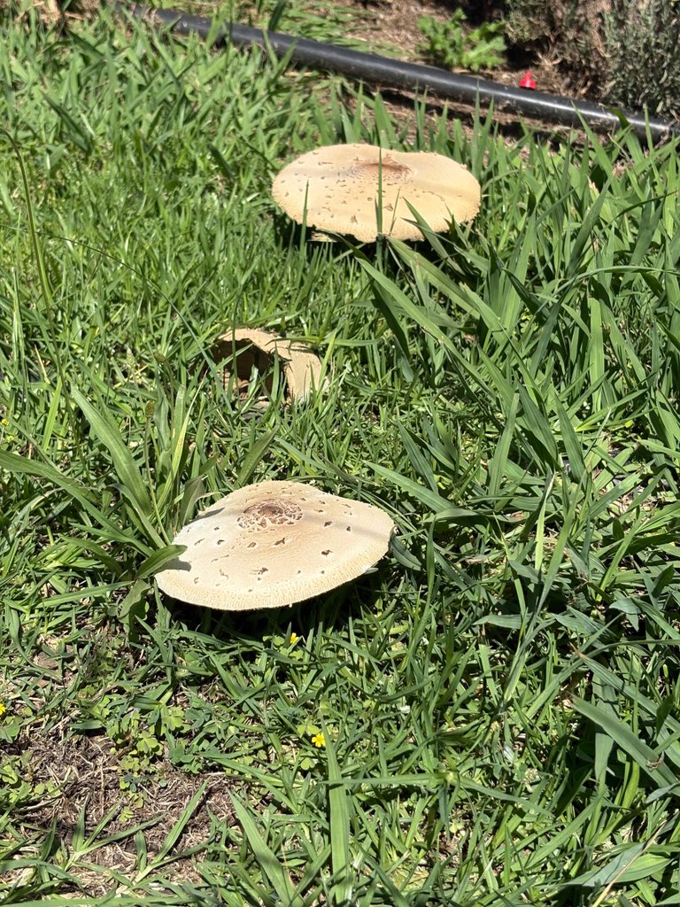 IMG_0774.jpeg
