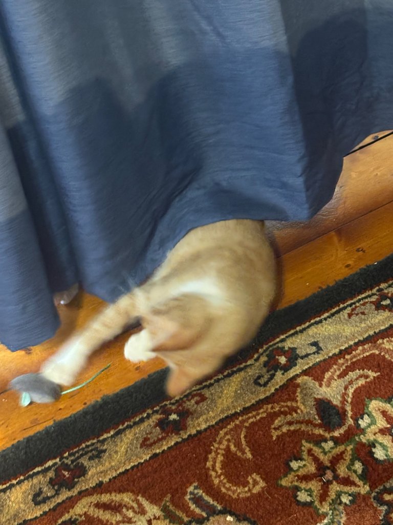 IMG_1073.jpeg