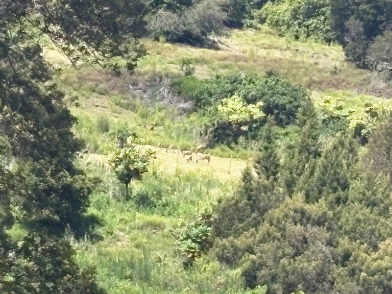 IMG_0971.jpeg