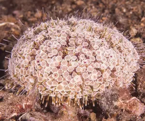 8 Flower Urchin-shutterstock_317153549_0.webp