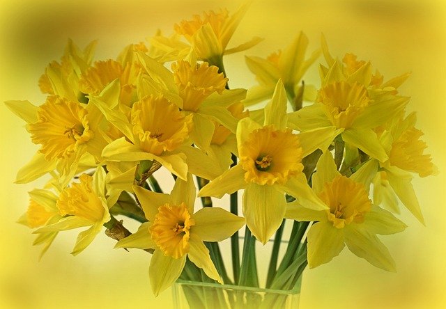 daffodils-ga7710922b_640.jpg