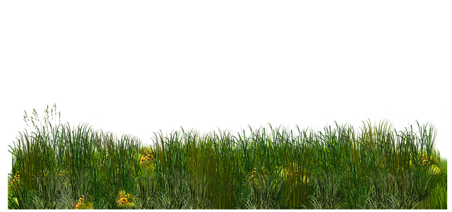 grass-4679747_640.png