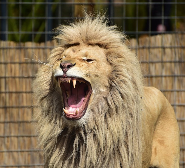 lion-panthera-leo-lioness-animal-world.jpg