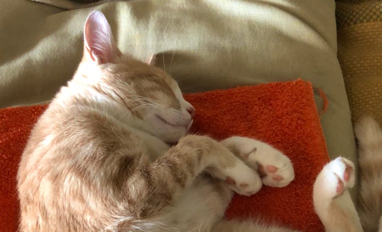 Milo_Sleeping_August14.jpg