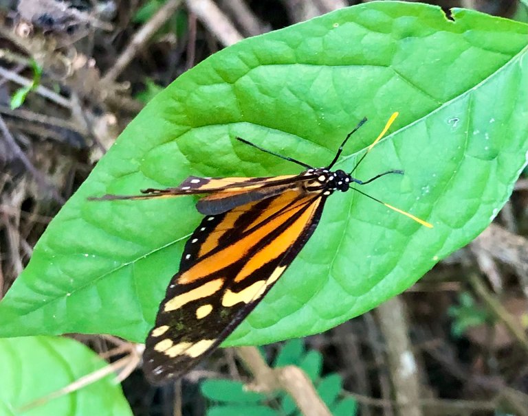 Mariposa_SenderoSanLuis.jpg