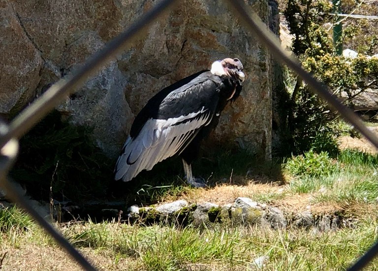 The Andean Condor