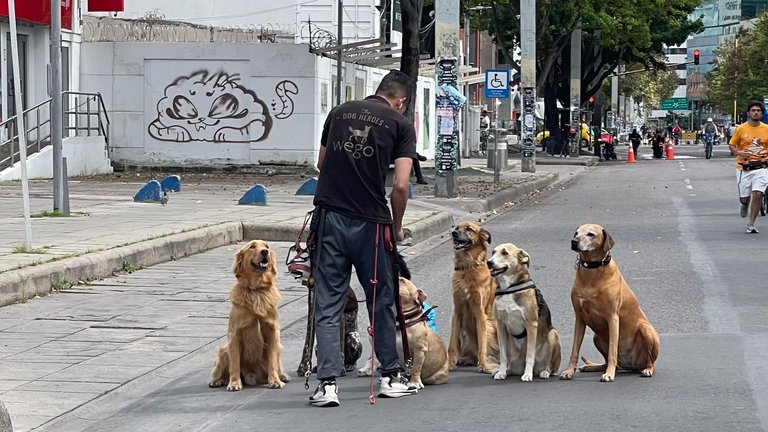 Carrera15_Ciclovia_Dogs.jpg