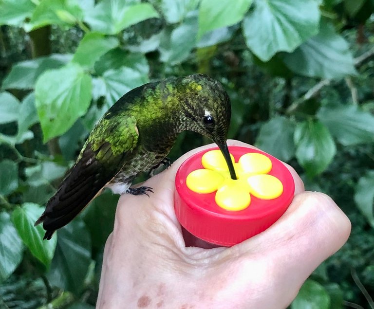 The hummingbirds garden in Mérida