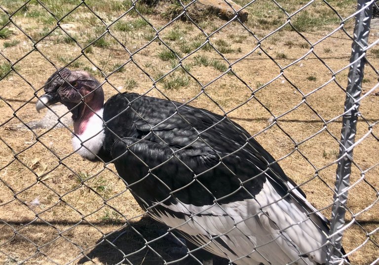 ElCondorAndino_3.jpg