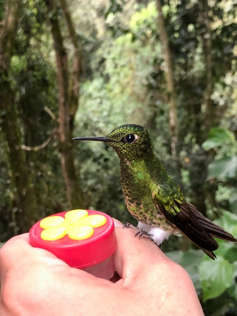 Colibries_AngelDelSol_Merida_11.jpg