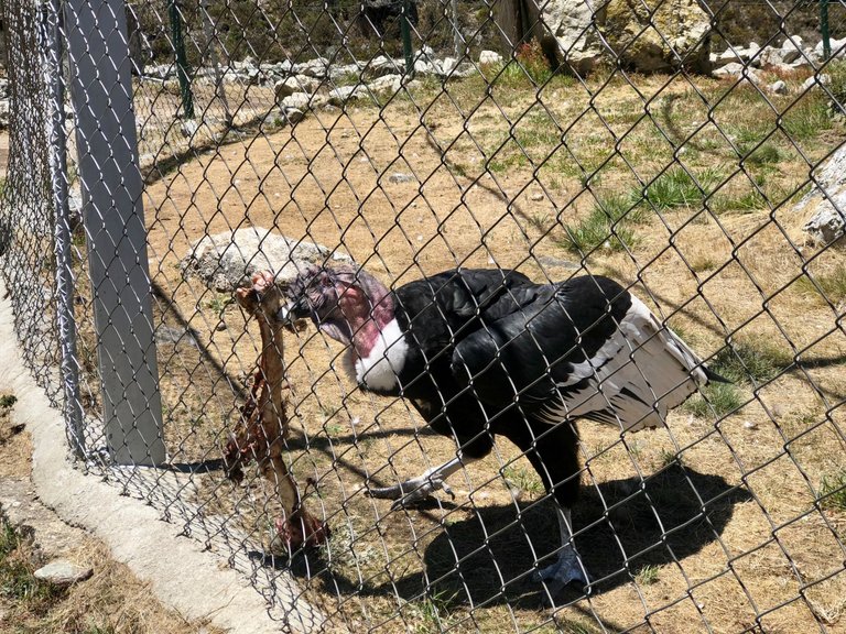 ElCondorAndino_5.jpg