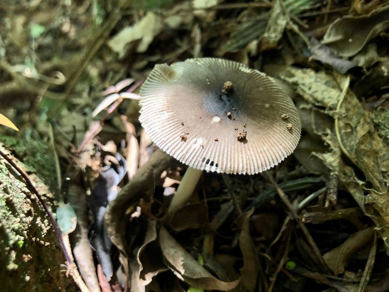 LaFila_Oct13_Fungi_3.jpg