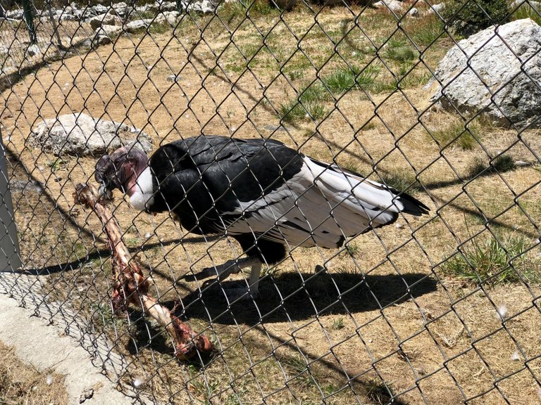 ElCondorAndino_4.jpg