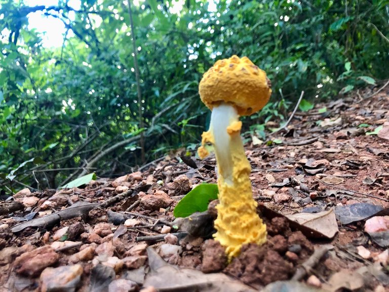 YellowFungi_1.jpg