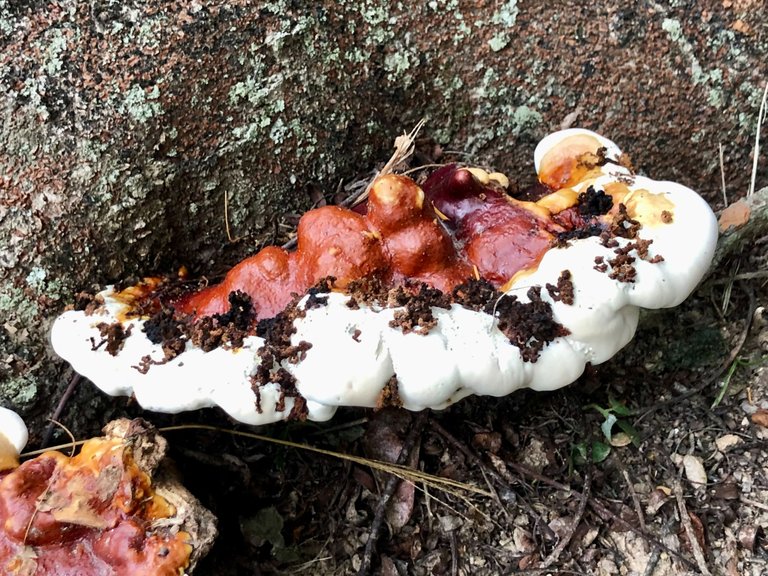 Some Ganoderma in the park for Fungi Friday [eng-sp]