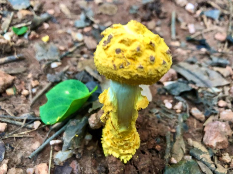 YellowFungi_2.jpg