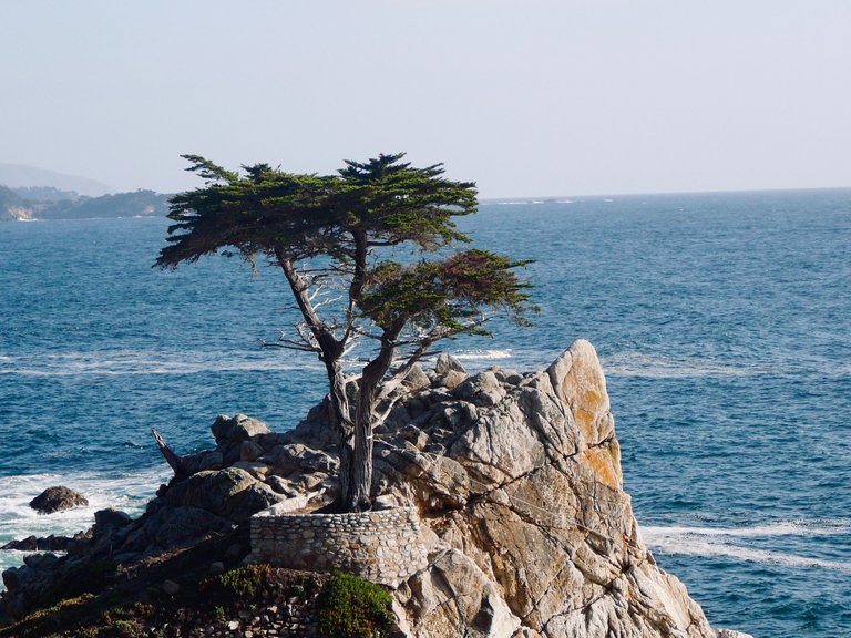 17MileDrive_CA_4.jpg