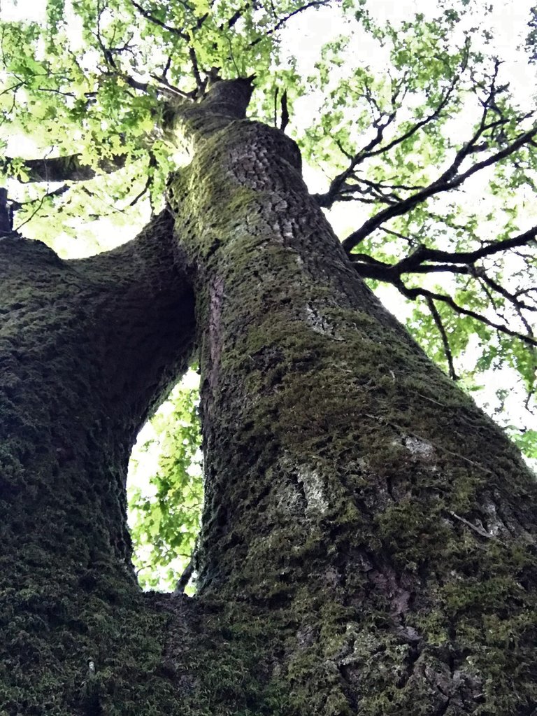 tree mata de margaraca.jpeg