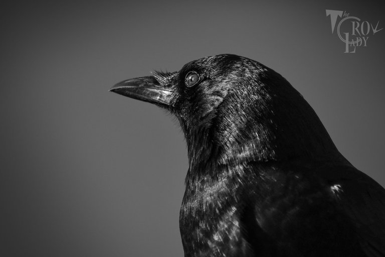 DSC_9681.JPG