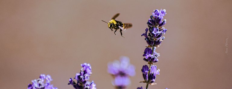 DSC_2683.JPG