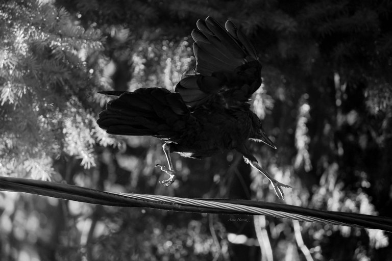 DSC_6078.JPG