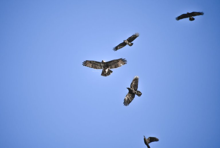 DSC_6593.JPG