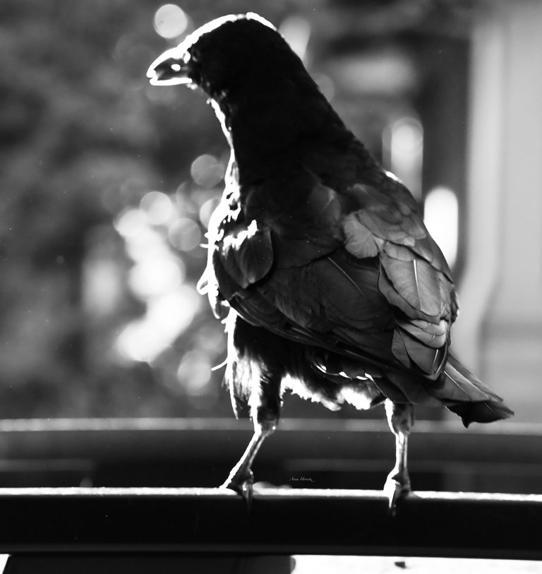 DSC_6149.JPG