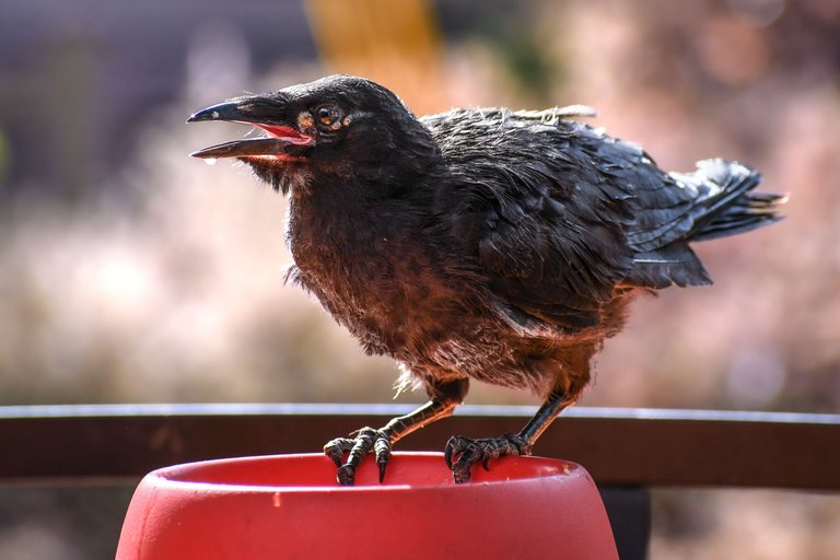 DSC_6255.JPG