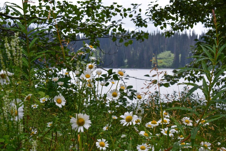 DSC_2462.JPG