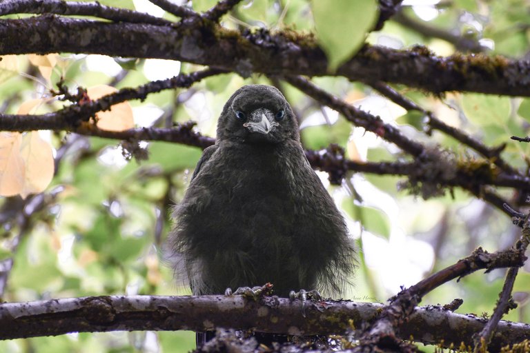 DSC_5204.JPG