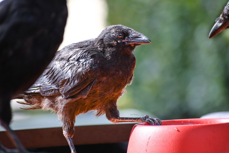DSC_6230.JPG