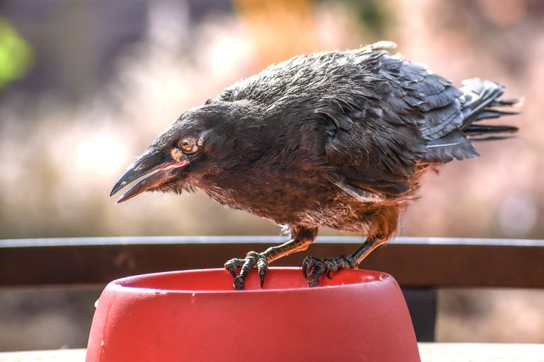 DSC_6252.JPG