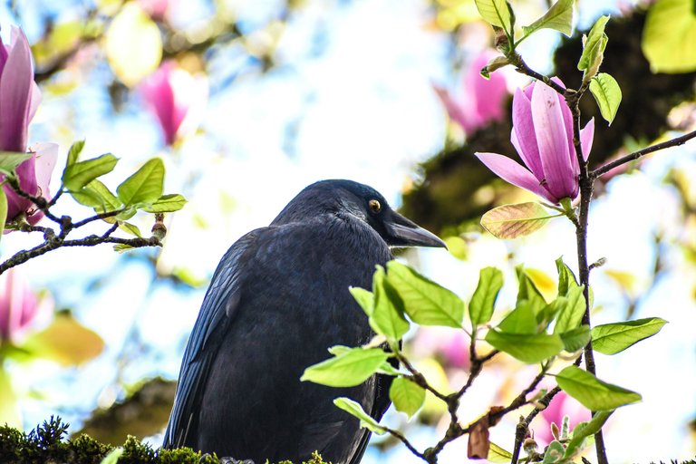DSC_9693.JPG