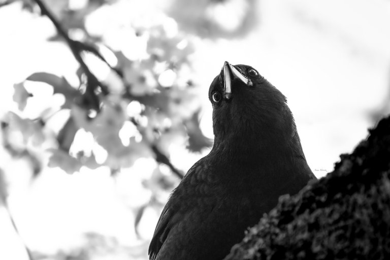 DSC_9584.JPG