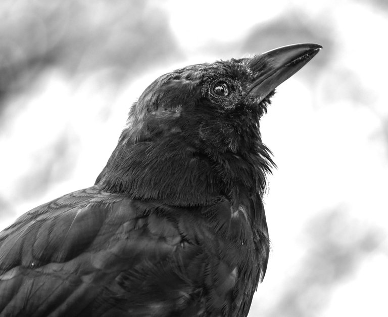 DSC_6236.JPG
